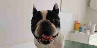 Cure oncologiche del cane. Quanto costano? Cure oncologiche del cane.