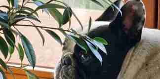 Spese veterinarie fuori controllo