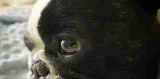 La solitudine del Bouledogue Francese