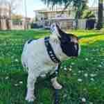 17971832033187398_findthefrenchie