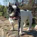 17973708044125762_findthefrenchie-1