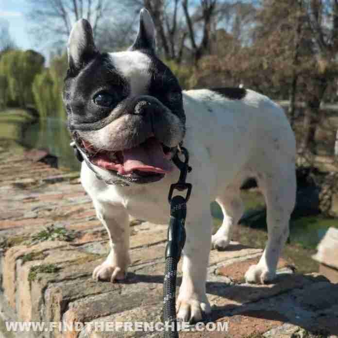Mia-Find-the-frenchie