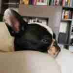 17974587236123571_findthefrenchie