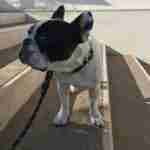 18002845408621717_findthefrenchie