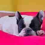 18181291561256063_findthefrenchie