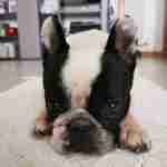 18197569996216237_findthefrenchie