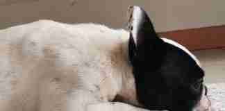 Come scegliere il dog sitter giusto? Cane dorme sul tappeto di casa