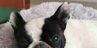 Invecchiamento del Bouledogue Francese Mia ha 6 anni e 10 mesi. A giugno il suo 7 compleanno