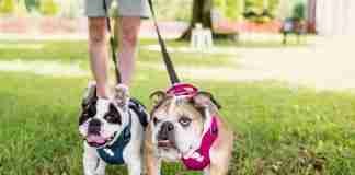 Bulldog Inglese e Bouledogue Francese Bulldog Inglese e Bulldog Francese