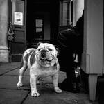 Bulldog-Inglese-bianco-e-nero