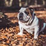 Bulldog-Inglese-find-the-frenchie