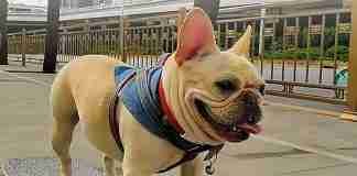 Bouledogue francese e skateboard findthefrenchie-bulldog-francese-sullo-skateboard