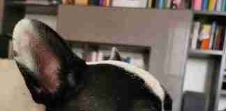 L’Empatia del Bouledogue Francese Mia sulle ginocchia dell'umano, un piccolo rito che ha ripreso a compiersi...