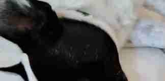 I Cani Brachicefali. Tra popolarità e contraddizioni.