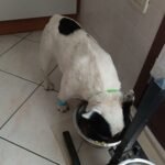 Convalescenza-detartrasi-bouledogue-francese-2