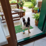 Salute_dentale _del_Bouledogue_Francese_finestra