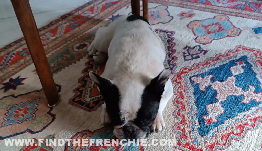 Mia, Bouledogue Francese, che si nasconde sotto il tavolo sul tappeto dopo l'intervento dentale sotto anestesia