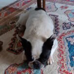 Salute_dentale-del-cane