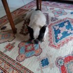 Salute_dentale-del-cane